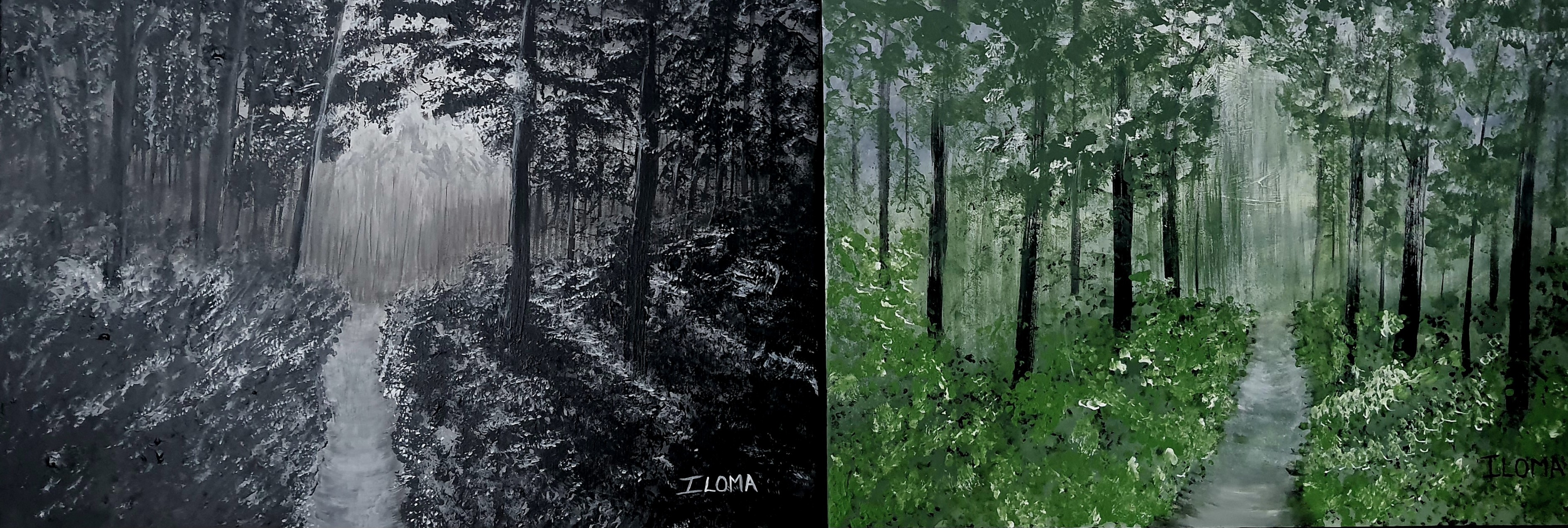 Forest in daytime